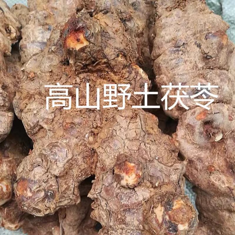 四川高山土伏岑
