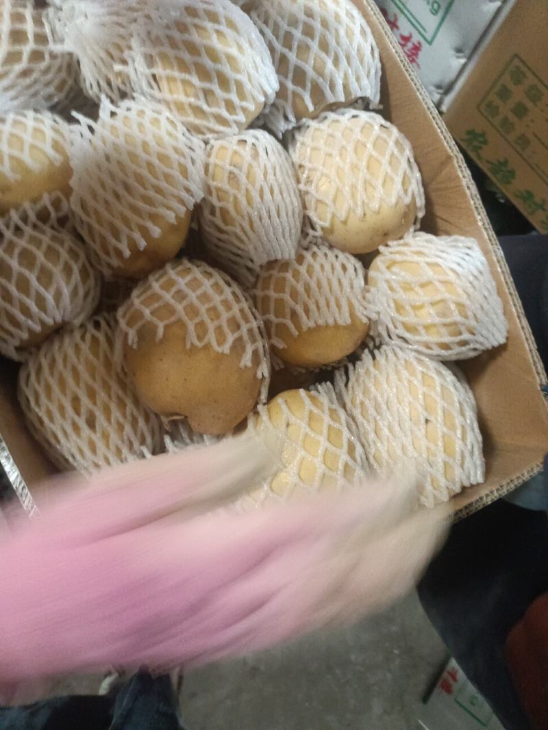 新疆阿克苏实验一号土豆大小都有全国接单耐运输提供包装视频看货