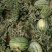 龙卷风西瓜大量上市，头茬西瓜有需要朋友可以合作