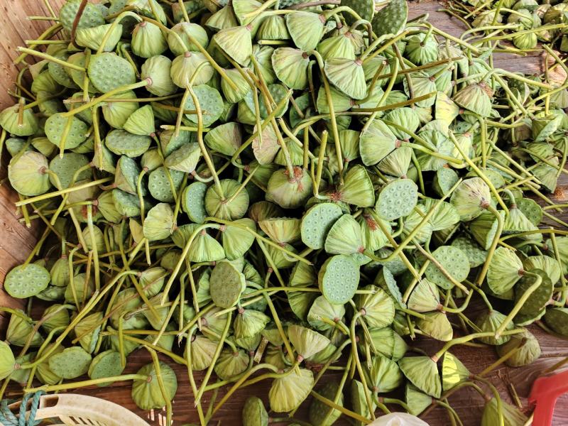 新鲜莲蓬，大