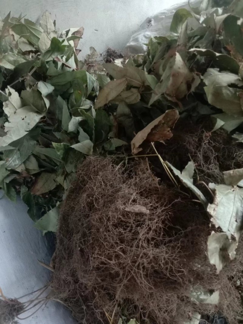 淫洋霍