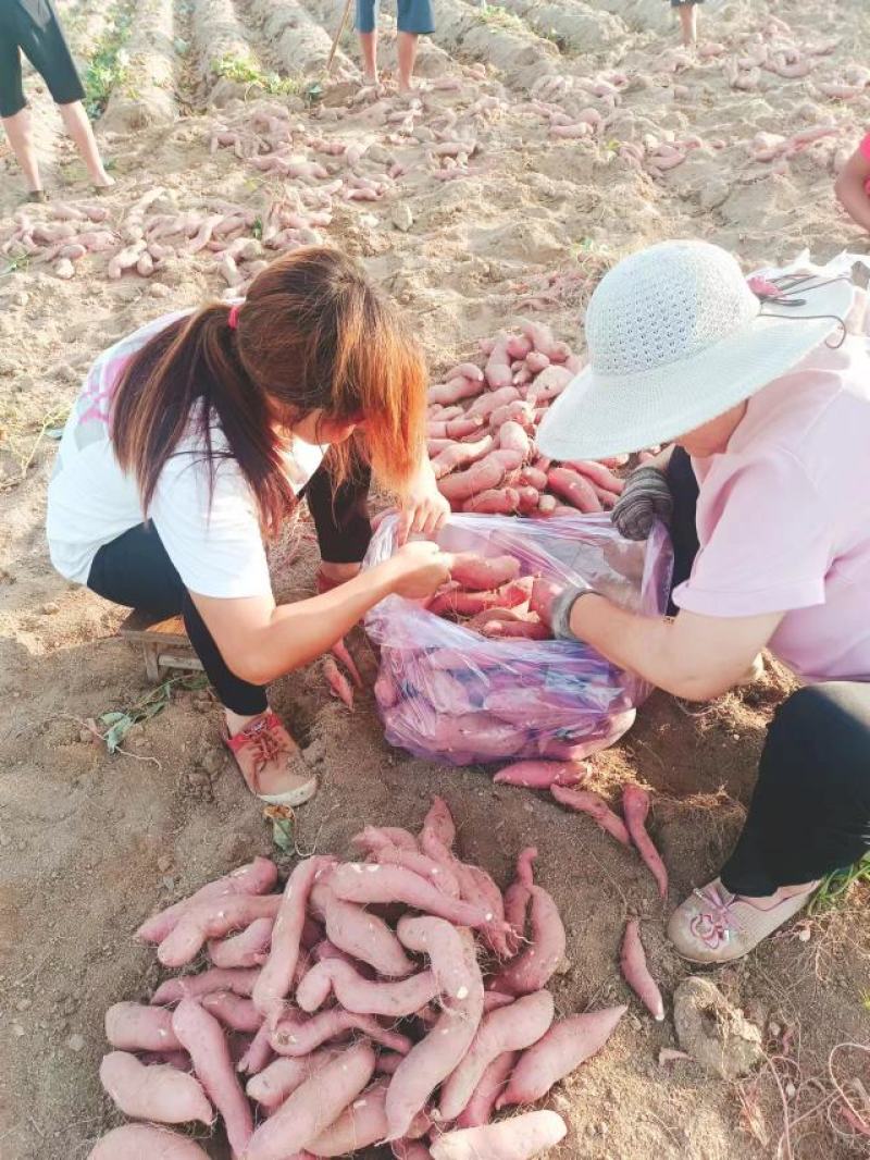汉中红薯板栗薯】产地值供全国发货口感甘面甜视频看货（现货