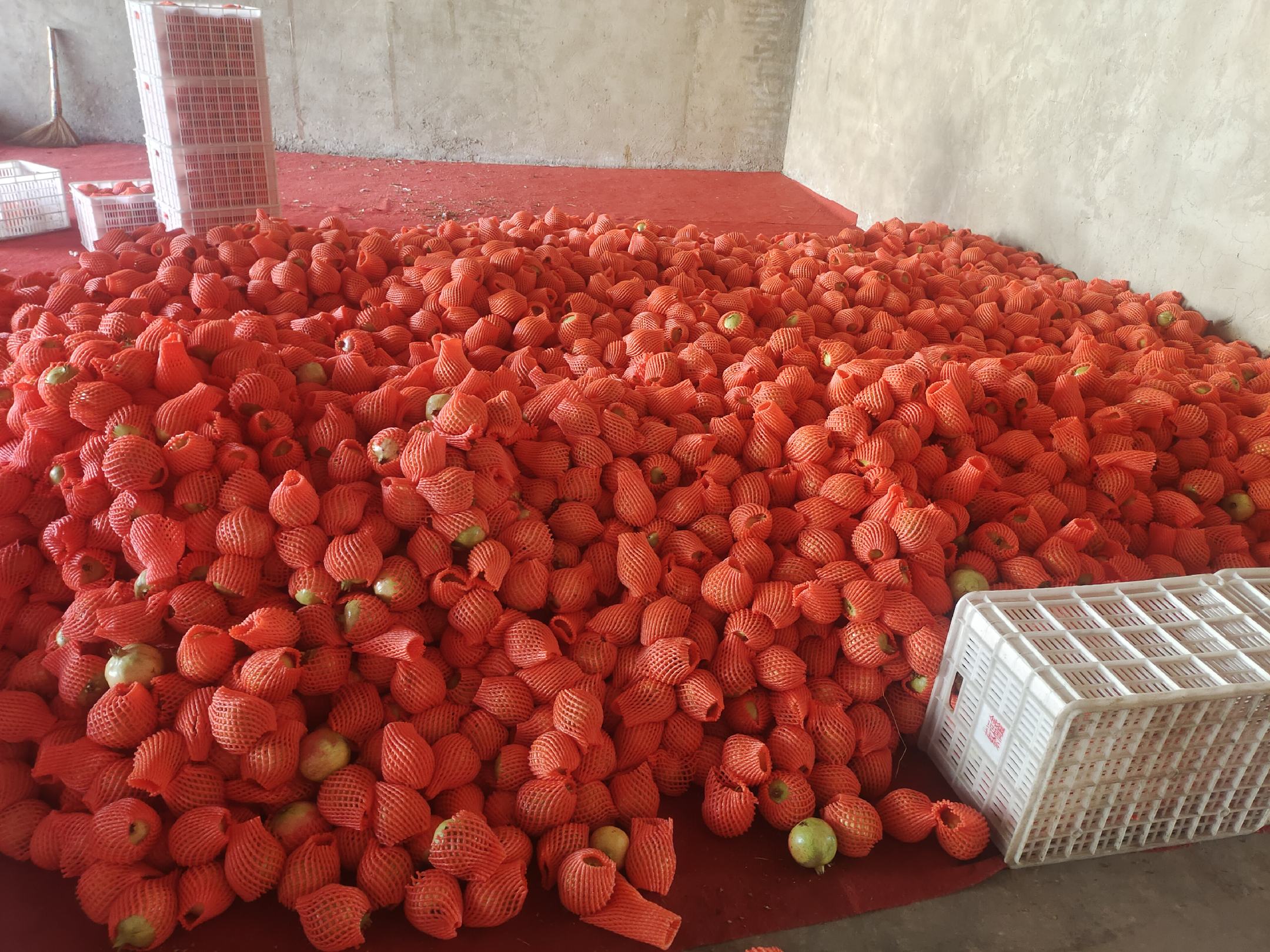 会理石榴电商打包现场