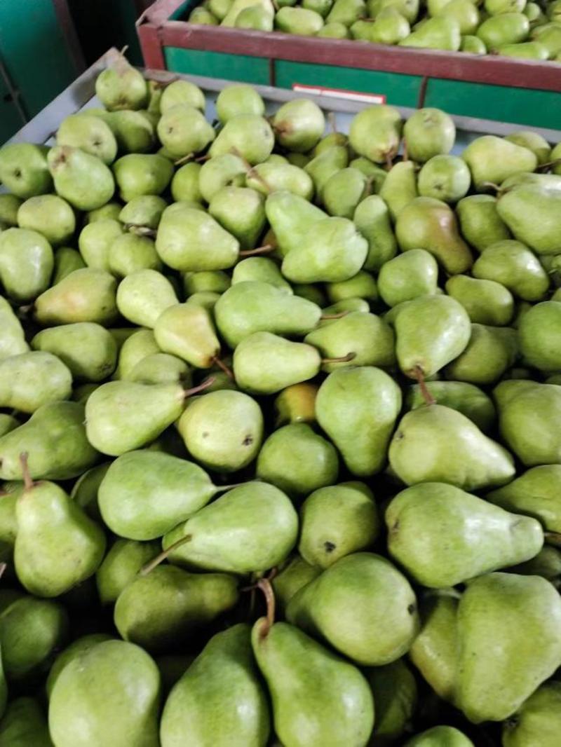 甘肃礼县香蕉梨大量上市中，货源充足，产地直发