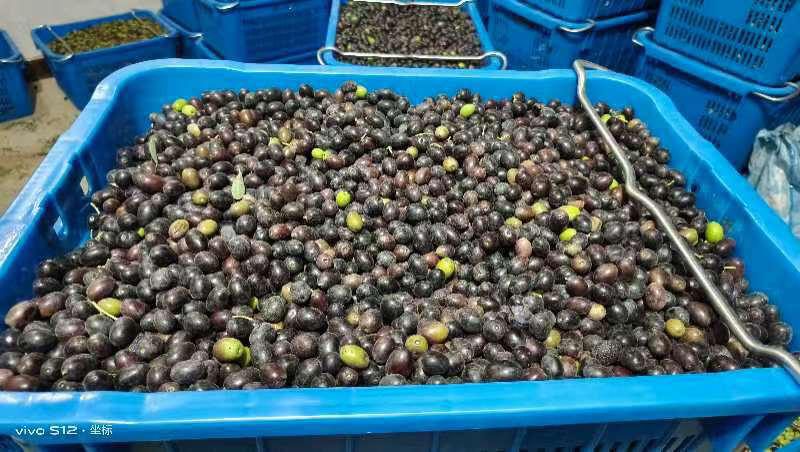 【推荐】甘肃武都油橄榄鲜果货源充足供货稳定可视频看货