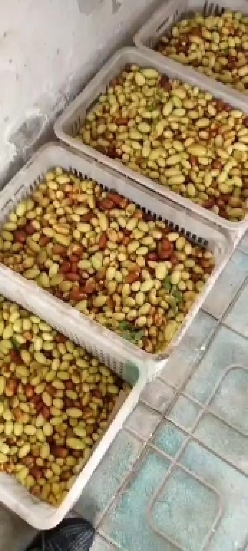马牙枣大量上市，皮薄肉厚，脆甜多汁，欢迎致电洽谈