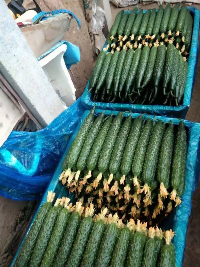 山东聊城【密刺黄瓜】大量上市，质量保证，产地直发。
