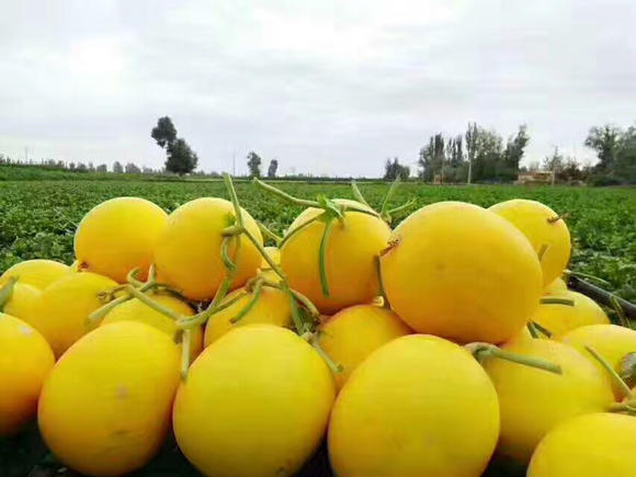 展示黄瓜授粉过程及蜜蜂授粉实景图 黄瓜授粉过程示意图