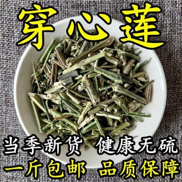 穿心莲中药材穿心连一见喜苦胆草橄榄莲四方草川心莲5