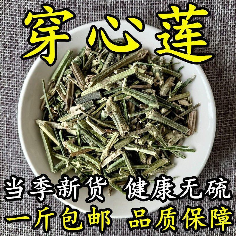 穿心莲中药材穿心连一见喜苦胆草橄榄莲四方草川心莲5