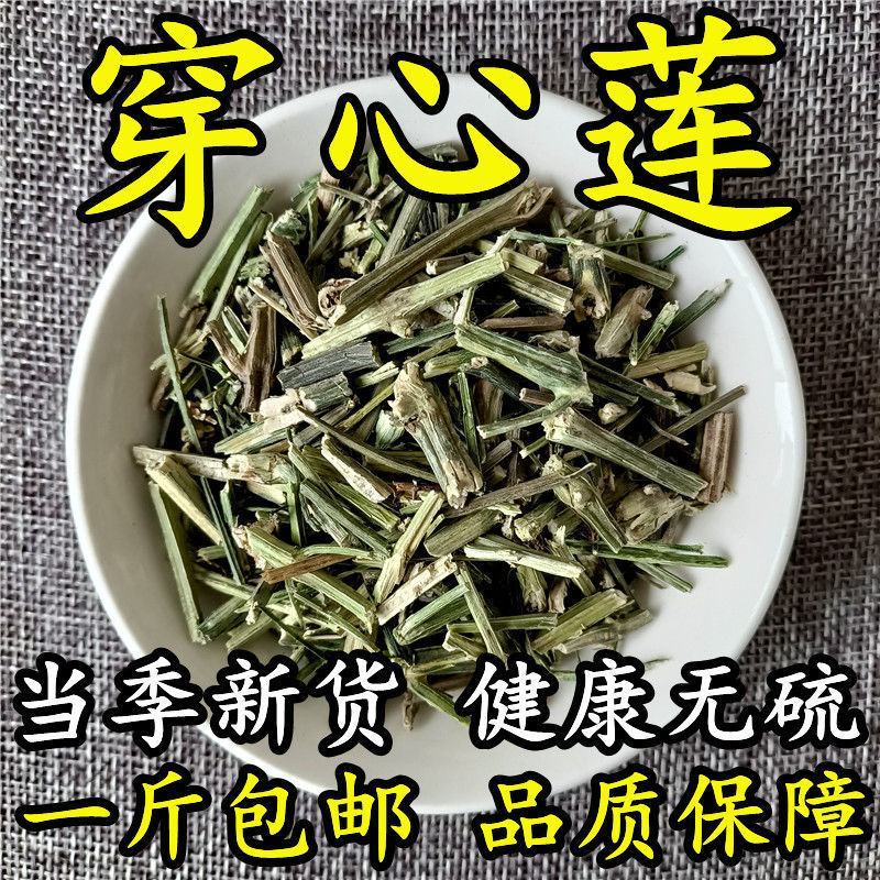穿心莲中药材穿心连一见喜苦胆草橄榄莲四方草川心莲5