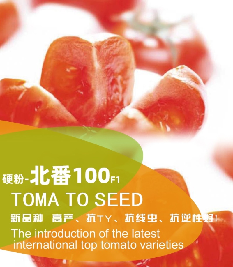 农科院硬粉100粉果番茄种子抗病毒西红柿蔬菜种孑