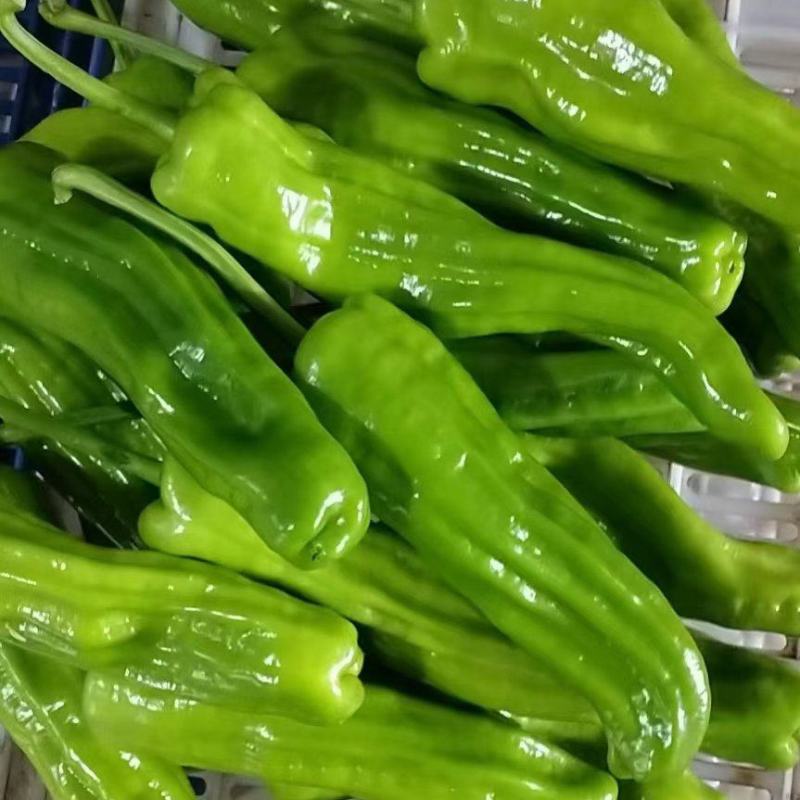 高山新茬精品鲜辣椒产地直销，薄皮椒，芜湖椒大量上市。