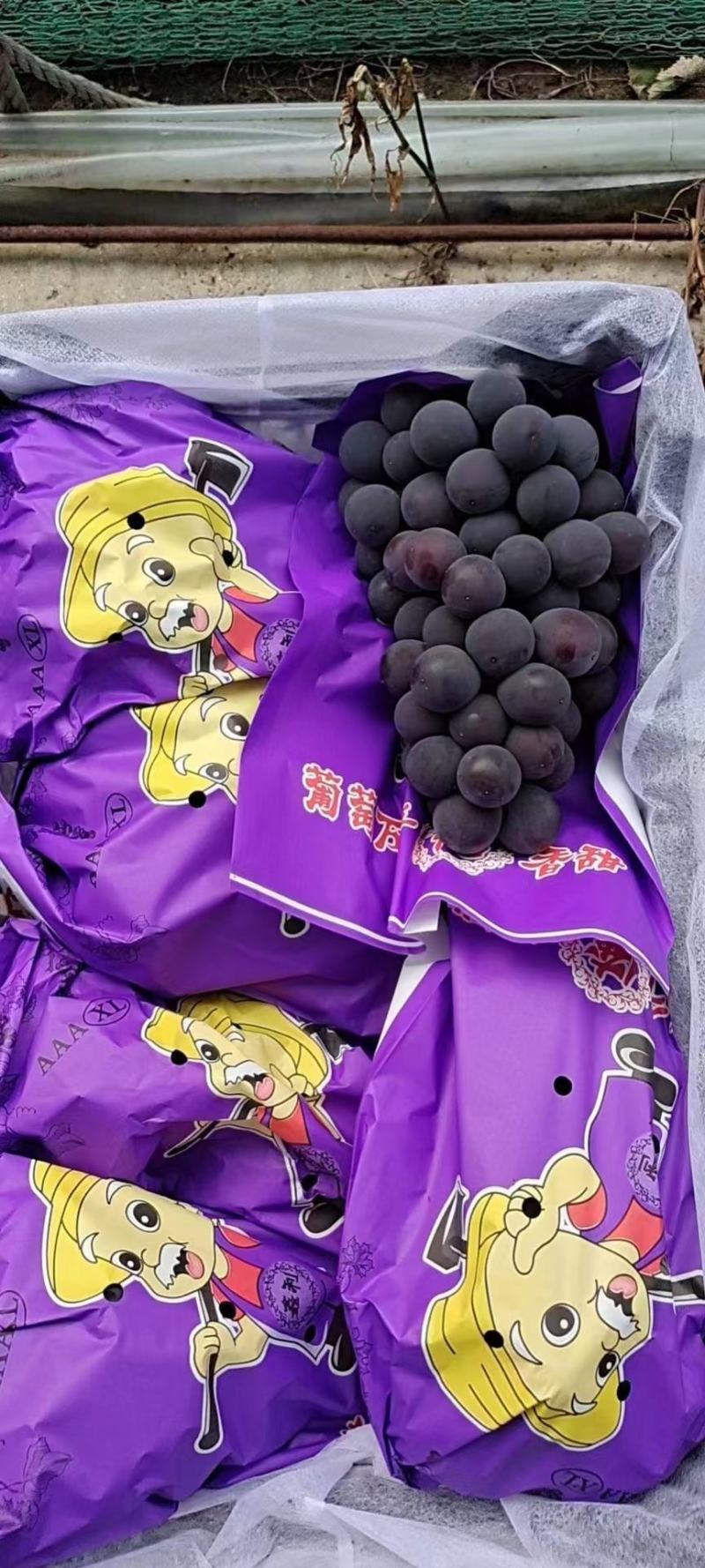 辽宁锦州北镇巨峰葡萄颗粒大口感好产地直供价格公道欢迎电话