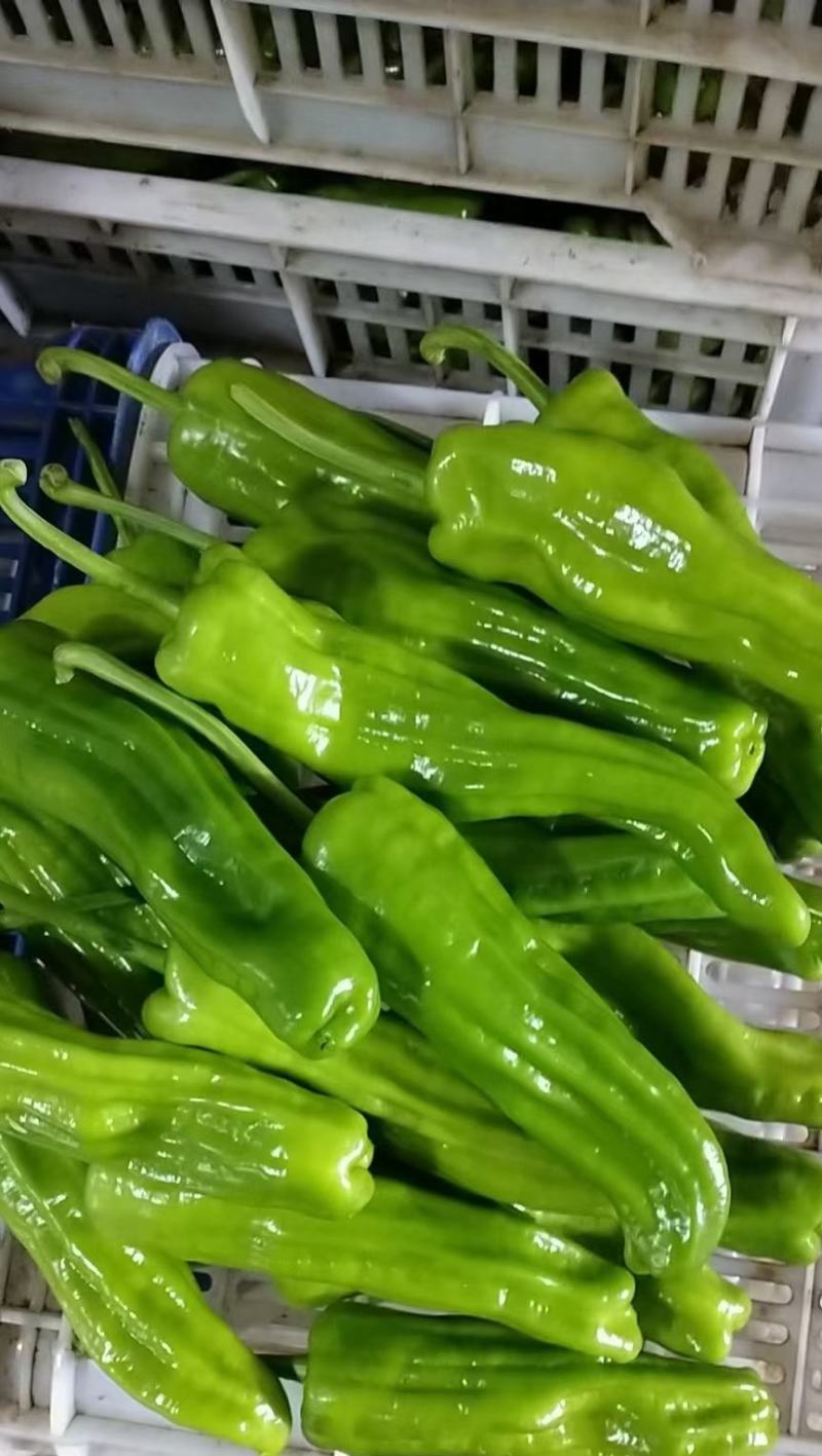 高山新茬精品鲜辣椒产地直销，薄皮椒，芜湖椒大量上市。