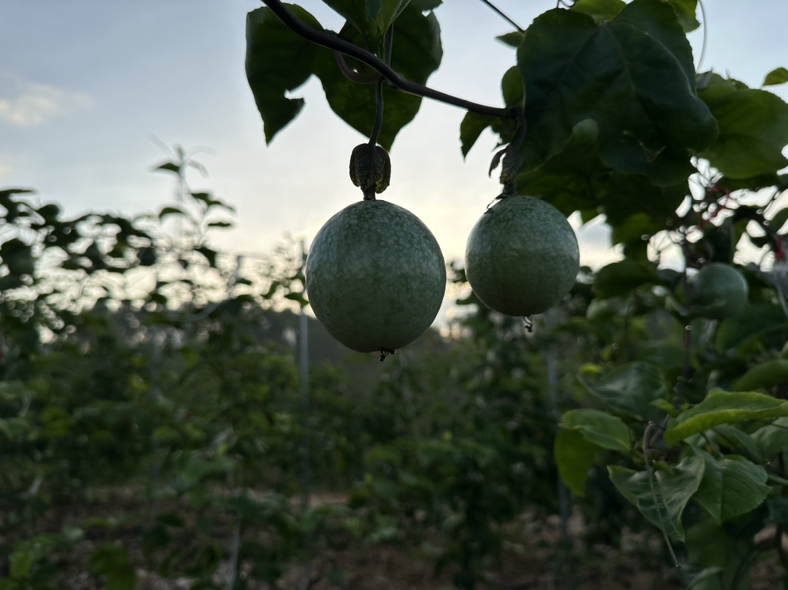 百香果成熟果实