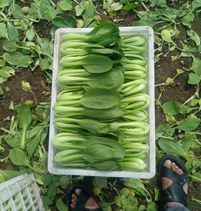 【上海青小油菜】农户自产自销安徽太和县可常年供应