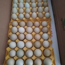 精品绿壳蛋，散养五黑鸡蛋