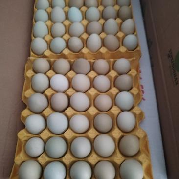 精品绿壳蛋，散养五黑鸡蛋