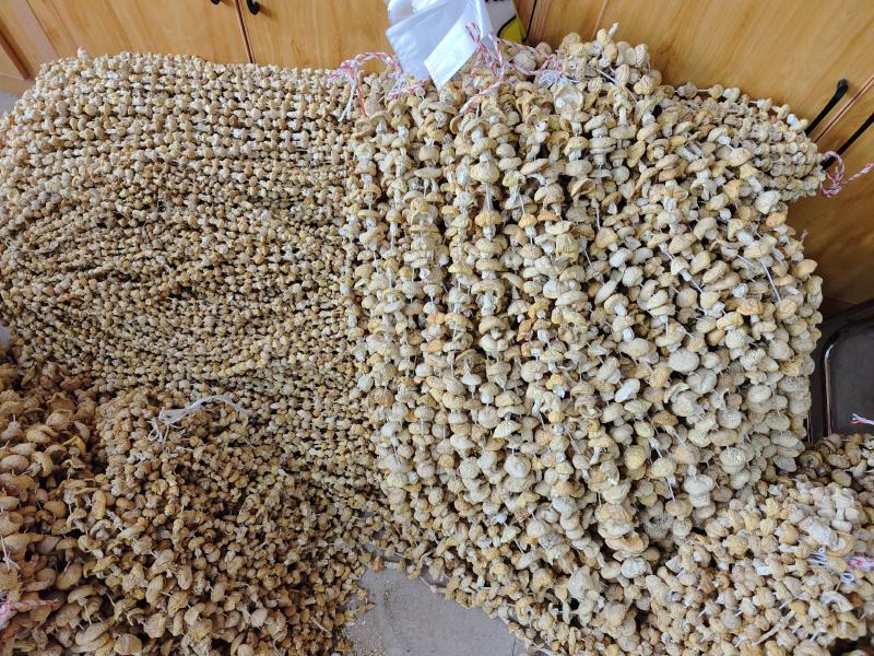 2023精品青藏高原黄菇，煲汤佳品营养丰富