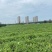 露天西瓜、嫁接西瓜