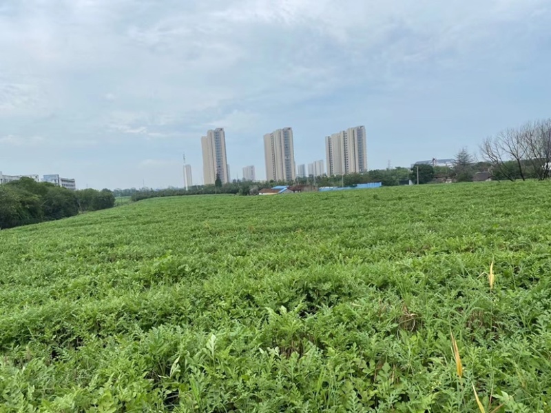 露天西瓜、嫁接西瓜