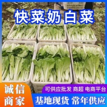 《奶白菜》快菜毛白菜安徽太和基地直供常年供应