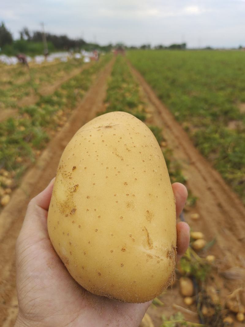 实验一号土豆大量上市，纯沙漠，品质保证，货源充足