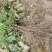 湖南郴州湘蕾5号金银花苗