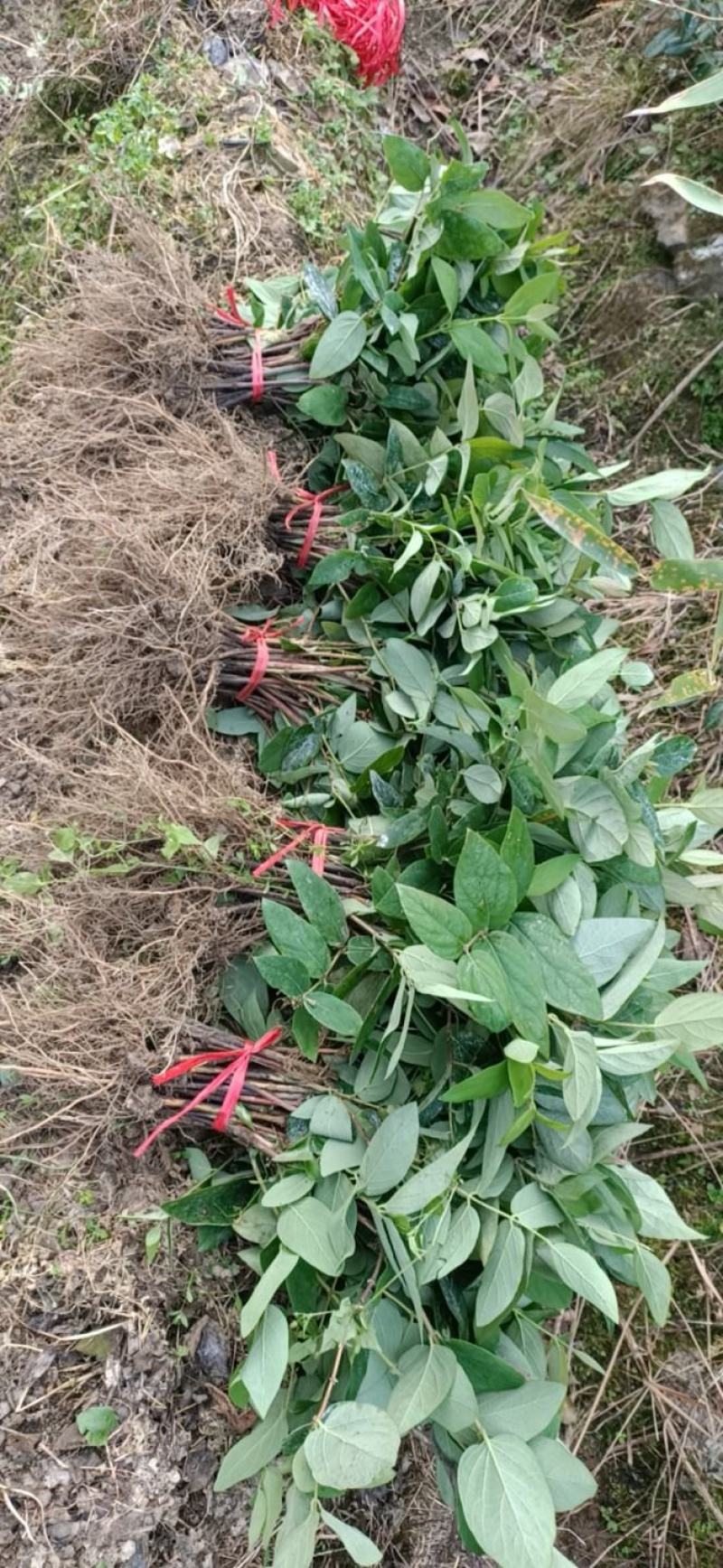 湖南郴州湘蕾5号金银花苗