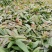 湖南郴州湘蕾5号金银花苗