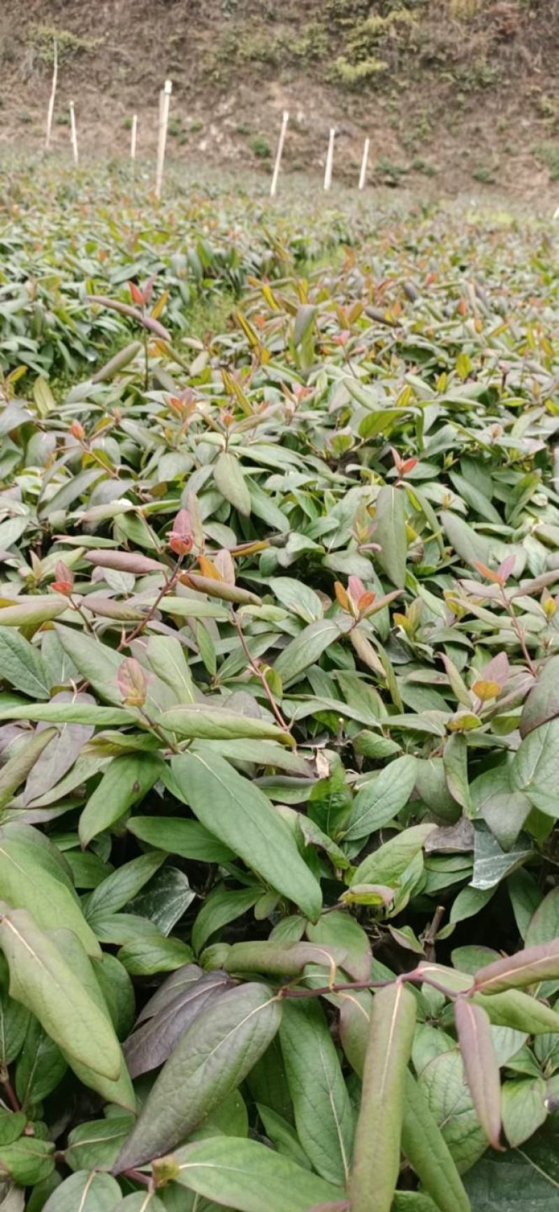 湖南郴州湘蕾5号金银花苗