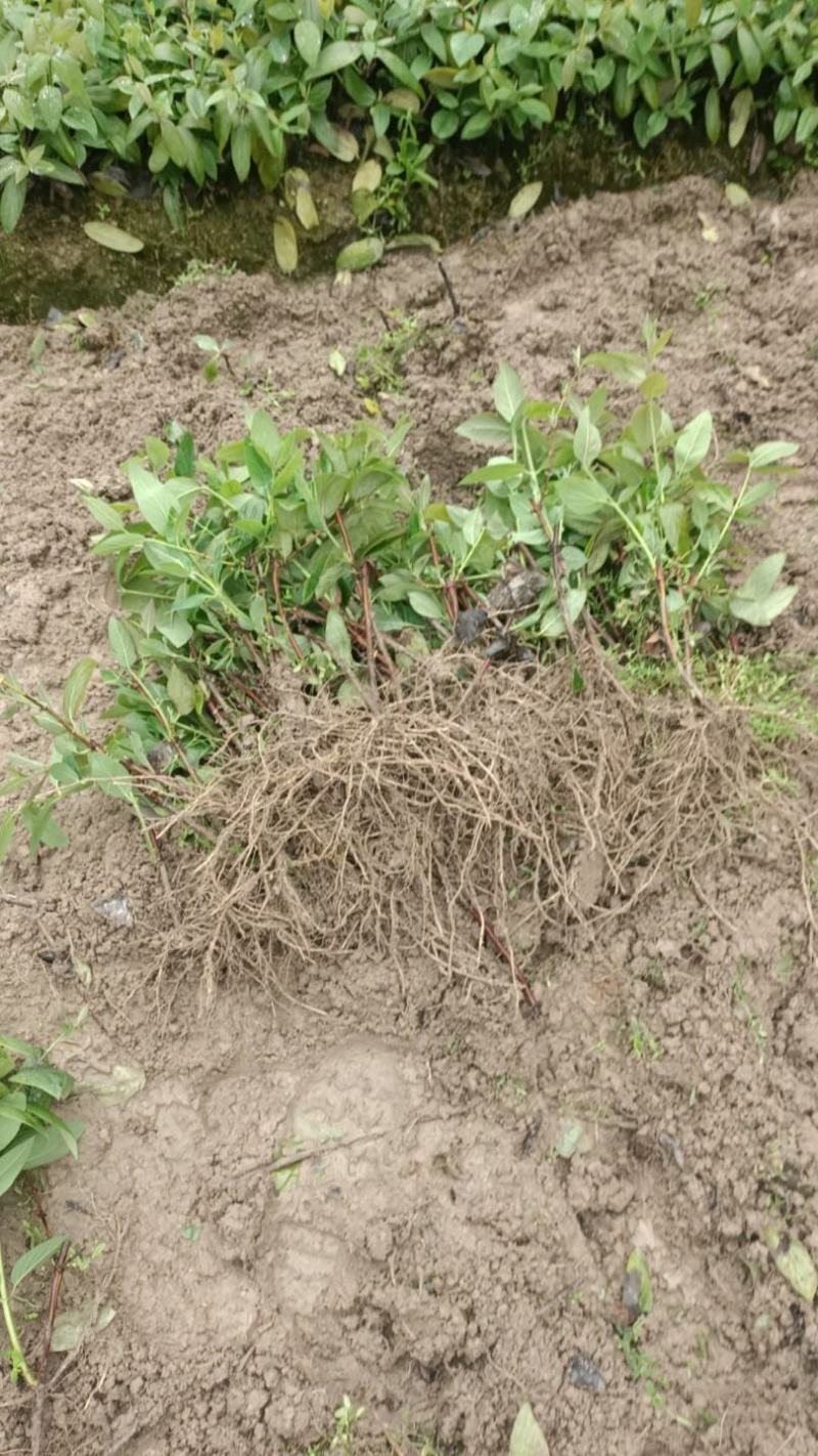 湖南郴州湘蕾5号金银花苗