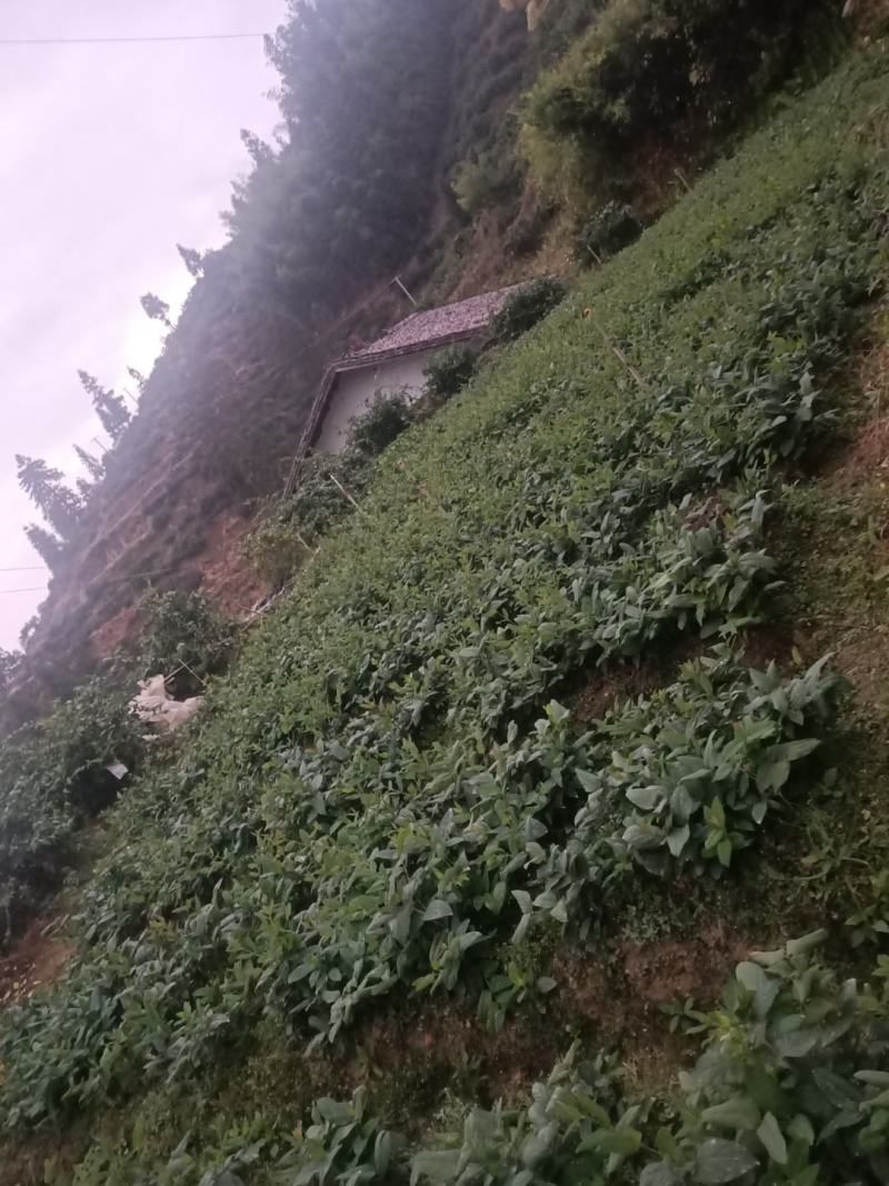 湖南郴州湘蕾5号金银花苗