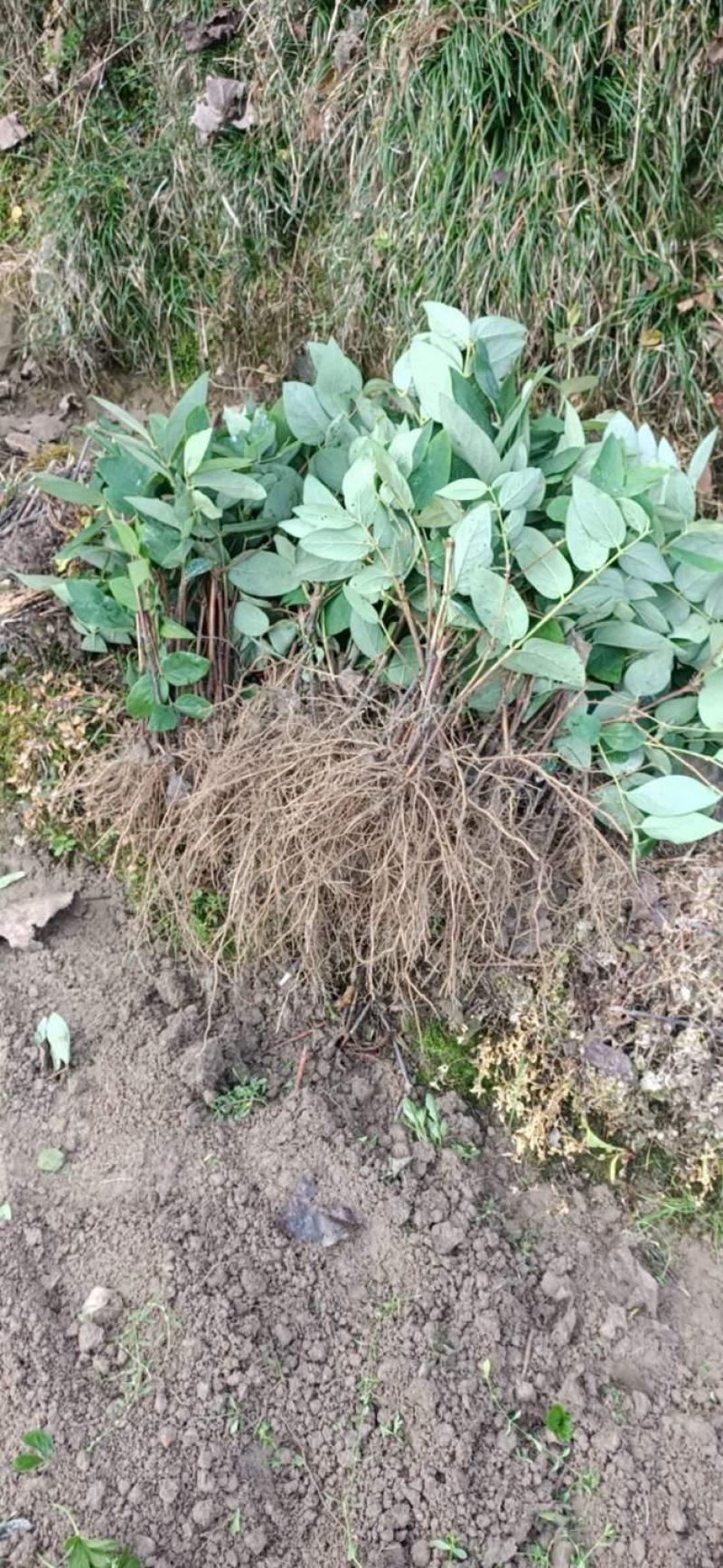 湖南郴州湘蕾5号金银花苗