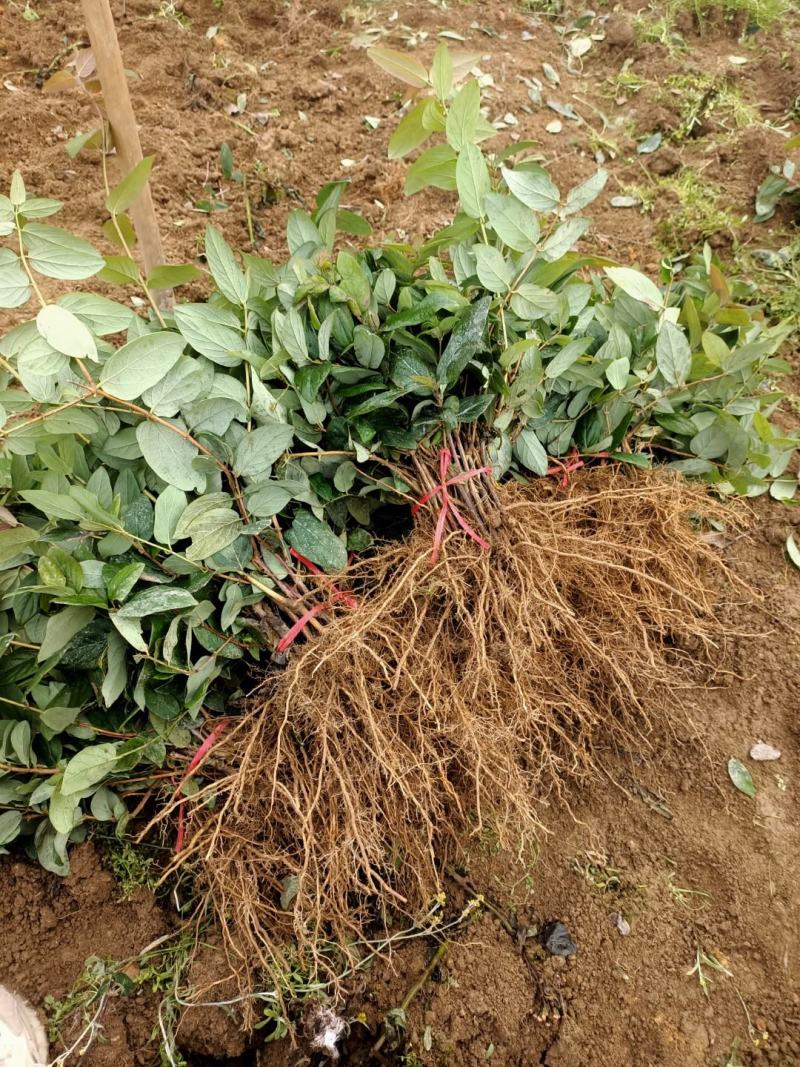 湖南郴州湘蕾5号金银花苗