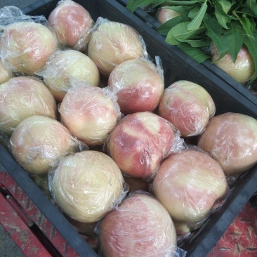 膜袋阿白布，花王桃