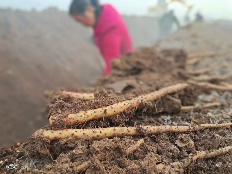 河南温县垆土铁棍山药正宗河南焦作新鲜生铁杆怀山淮山药特产