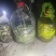 竹蝉