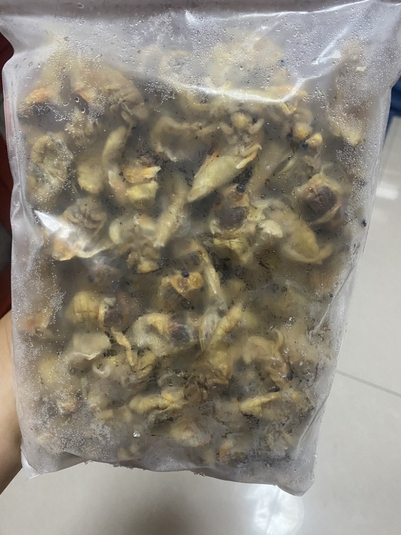 竹蝉