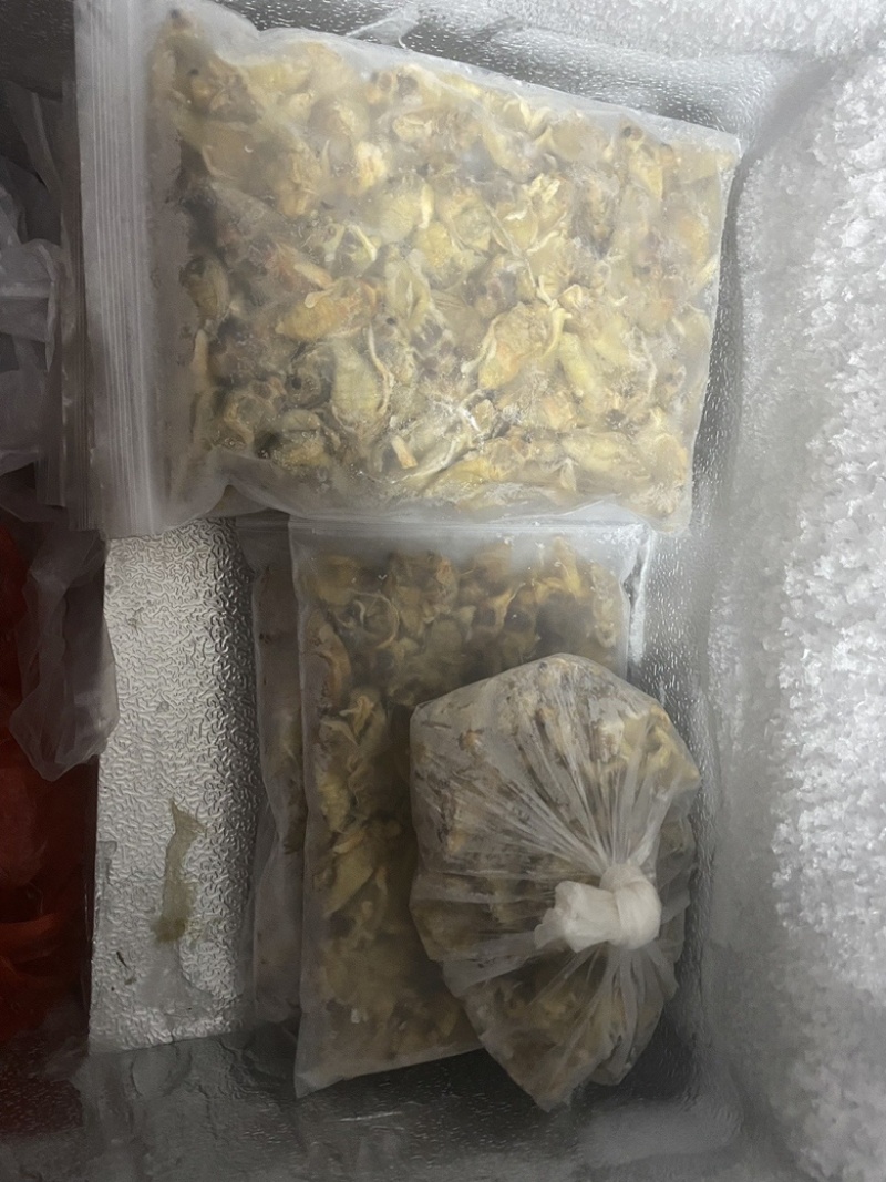竹蝉