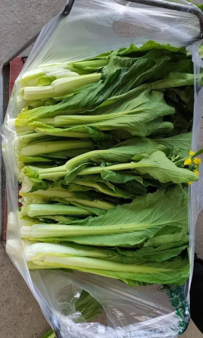 《上海青苔》菜心菜苔万亩基地随到随装常年有货