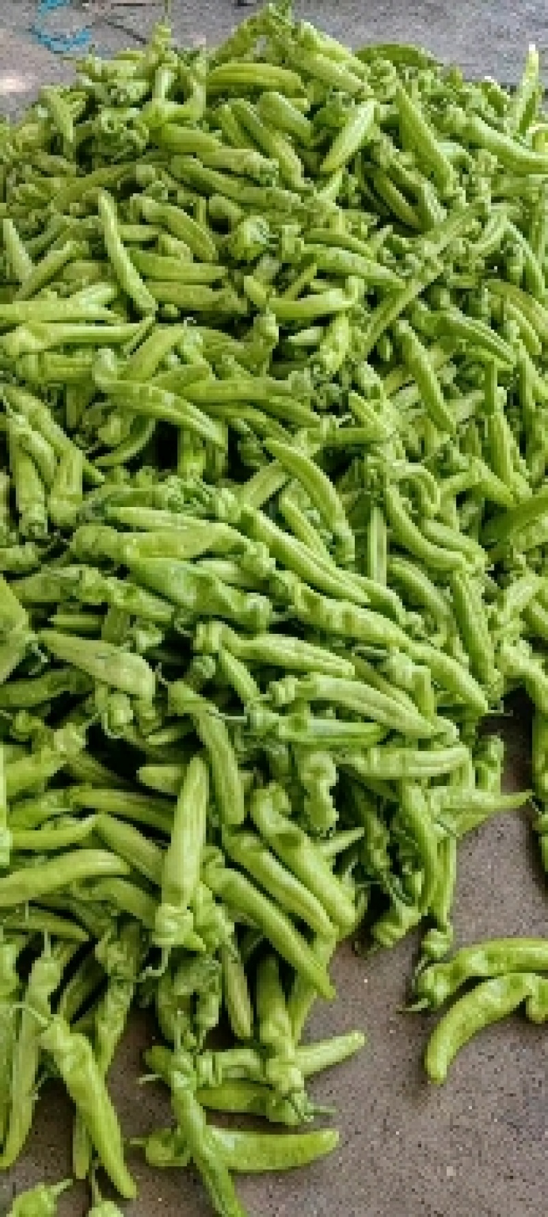 黄皮尖椒，山东聊城产地一手货源质量保证价格便宜。