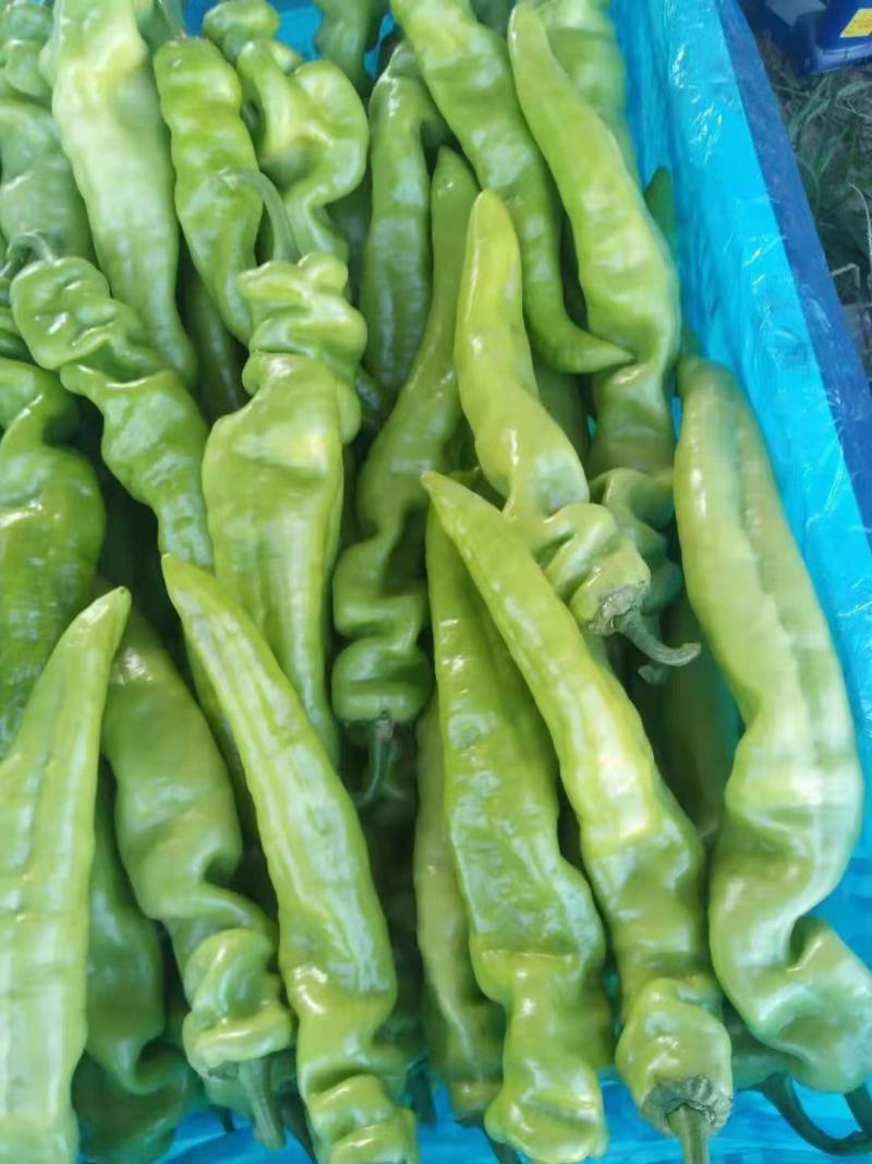 黄皮尖椒，山东聊城产地一手货源质量保证价格便宜。