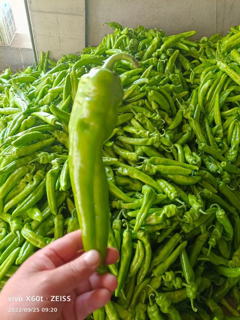 黄皮尖椒，山东聊城产地一手货源质量保证价格便宜。