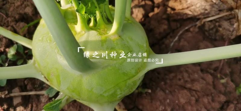 水果苤蓝种子早熟一代杂交青苤蓝种子靓甜一号二号水果苤兰
