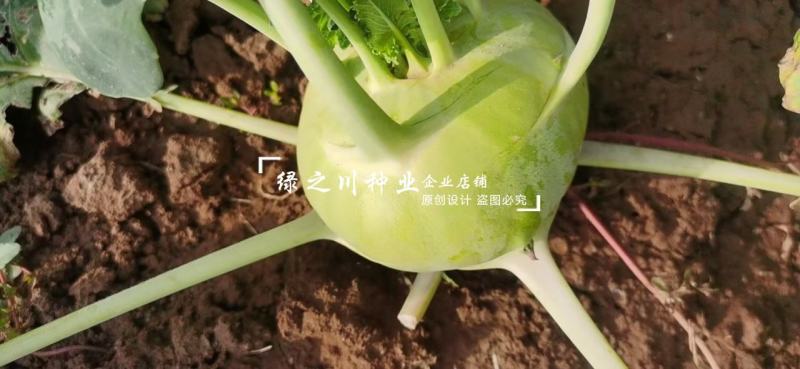 水果苤蓝种子早熟一代杂交青苤蓝种子靓甜一号二号水果苤兰