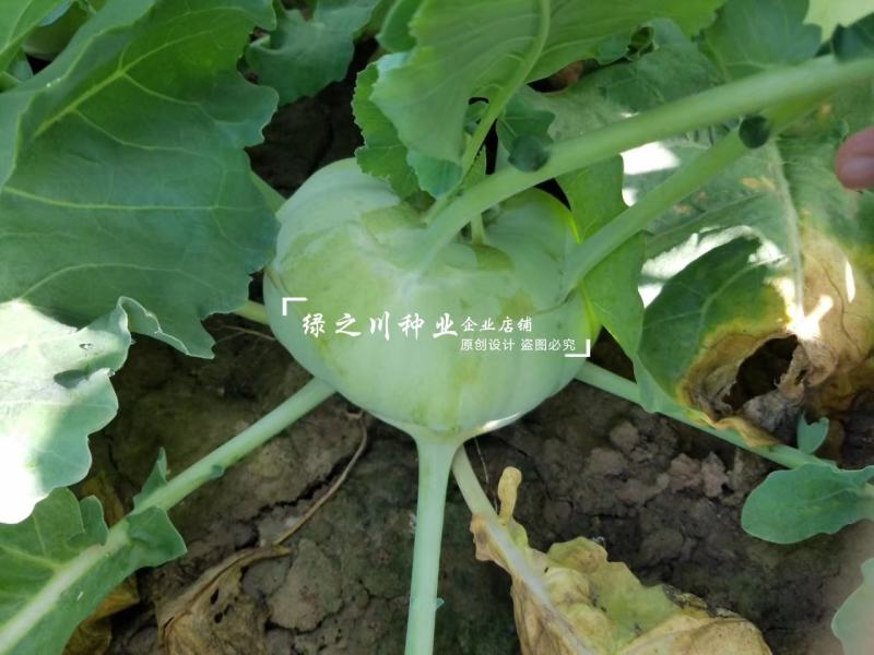 科萌三号早熟水果苤蓝种子亩产万斤扁圆型苤蓝种籽脆甜宜鲜食