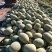 海南晓蜜25哈密瓜火热售卖中,货源充足,供应全国市场