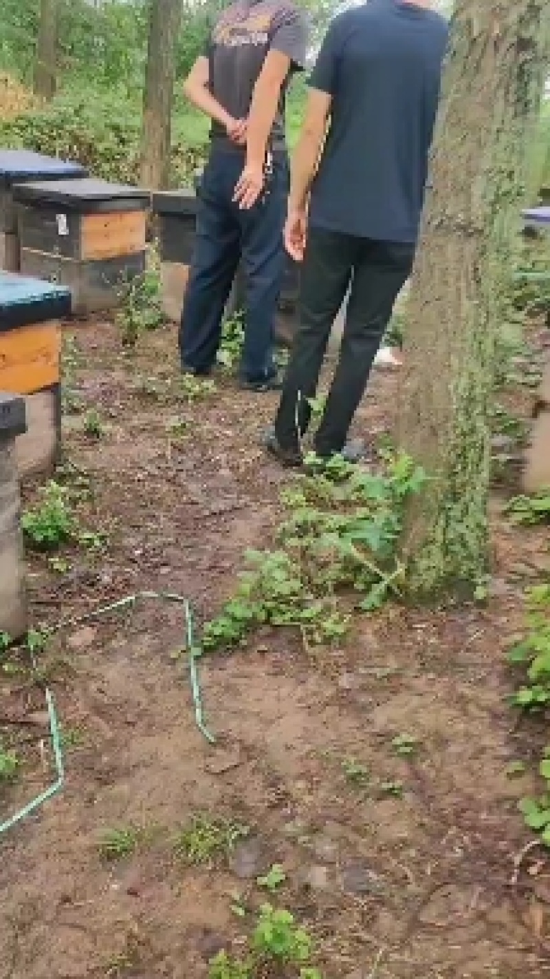 纯蜂蜜无任何添加剂（百花蜜）
